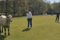 2026-04-15 koe op golfbaan
