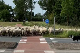 2026-05-27 schapen verplaatsen