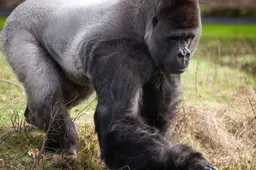Gorilla-1