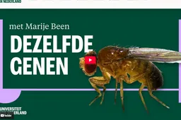 SWaarom we allemaal op fruitvliegen lijken Universiteit van Nederland