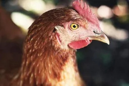 Vogelgriep-Rijksoverheid