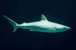 Volwassen-grijze-rifhaai-1-Foto-Theo-Kruse