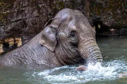 olifant in het water