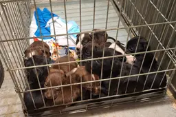 Pups LID2)