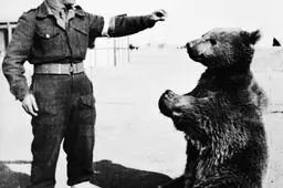 Wojtek the Bear - Public Domain liggend(1)