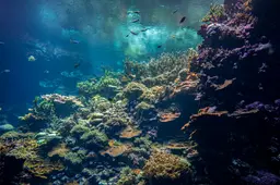 Levend koraalrif Ocean