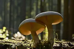 jggrz-mushrooms-Pixabay0_1920