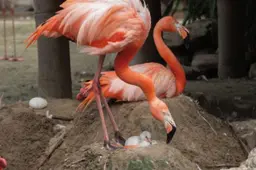baby flamingo