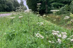 berm 14072020 img 1957