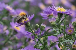 bij op aster sam 2615