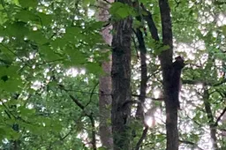 boommarter img 1822 e1594207199220