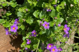 geveltuintje bacopa in wanderella img 1512
