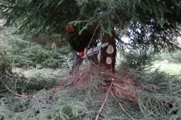 kerstboom zagen 2020 sam 3861