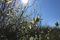 wendelbos 27032017 img 1977