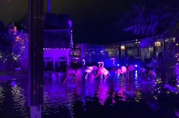 winterdroom