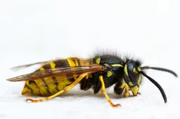 isolated macro shot paper wasp white