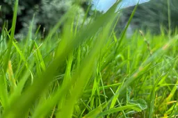 Gras IMG_2122
