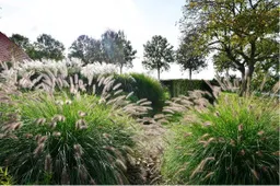 Afbeelding1