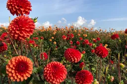 Dahlia IMG_5175