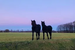 Paard IMG_7817