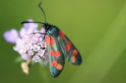 20260306_Nachtvlinder