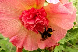 DSC06105 Met hommel