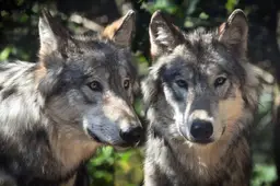 wolf 2984865 1920