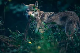 wolf