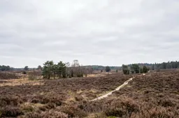 lente heide grijs