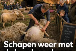 schaapscheerdersfeest