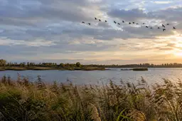 AI-illustratie van een meer met riet langs de oever