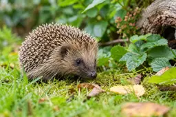 AI-illustratie van een egel tussen groene tuinplanten