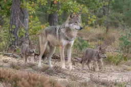 Realistisch AI-gegenereerd beeld van een wolf en twee welpen aan de rand van een bos.