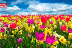 bloemen lente voorjaar