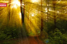 bos zon