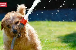 hond water heet zomer