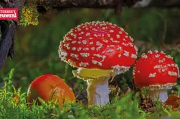 paddestoel