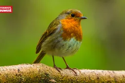 roodborstje vogel