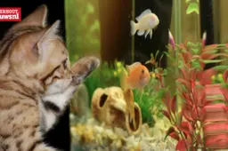 aquarium