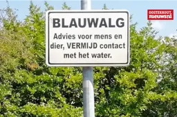 blauwalg