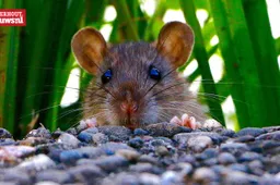 rat