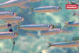 sardines