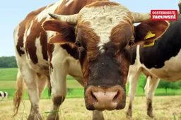 stier