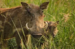 warthog-2801382_1280