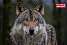 _Wolf