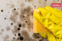 _Schimmel in huis