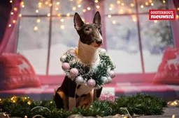 _Mini Bull Terrier kerst