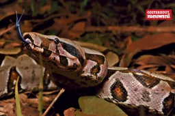 _Boa constrictor