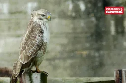 _Buizerd
