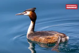_Fuut watervogel